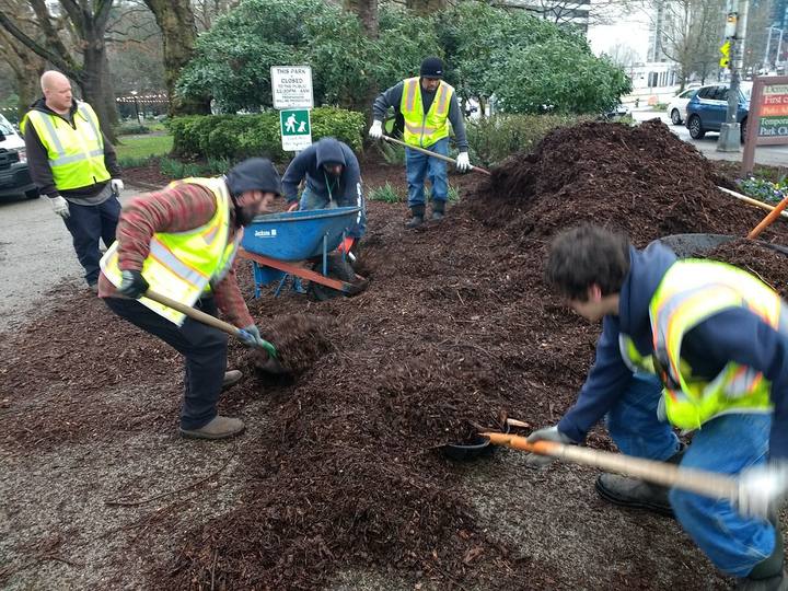 A crew in hi-vis vests spreading bark mulch from a wheelbarrow onto a bed.