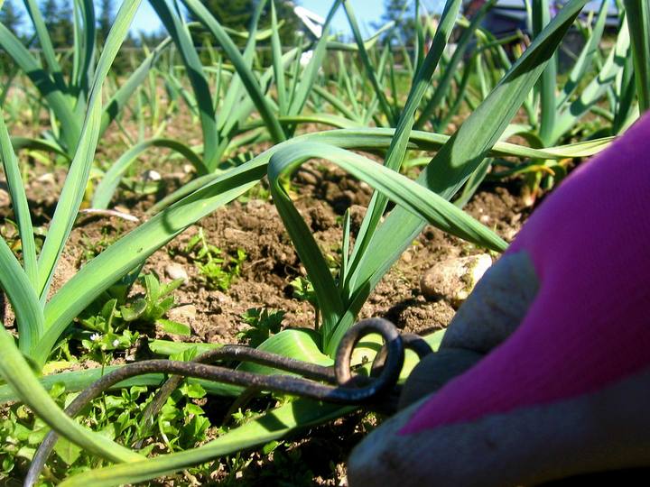 Gloved hands weeding between rows of young leeks in a vegetable bed.