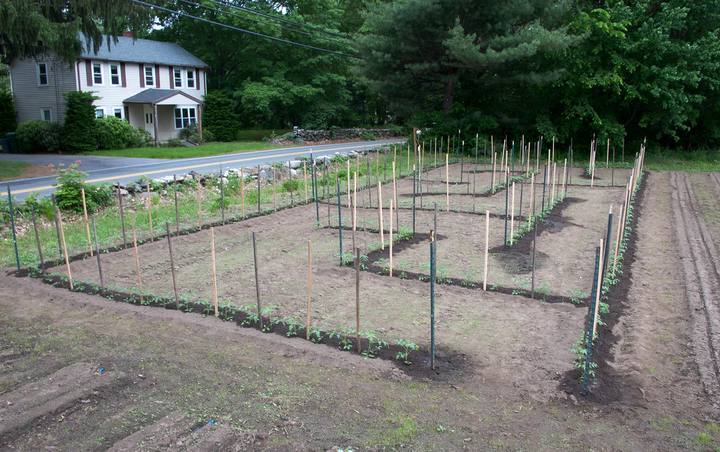 Rows of young trees tied to stakes in a freshly planted field.